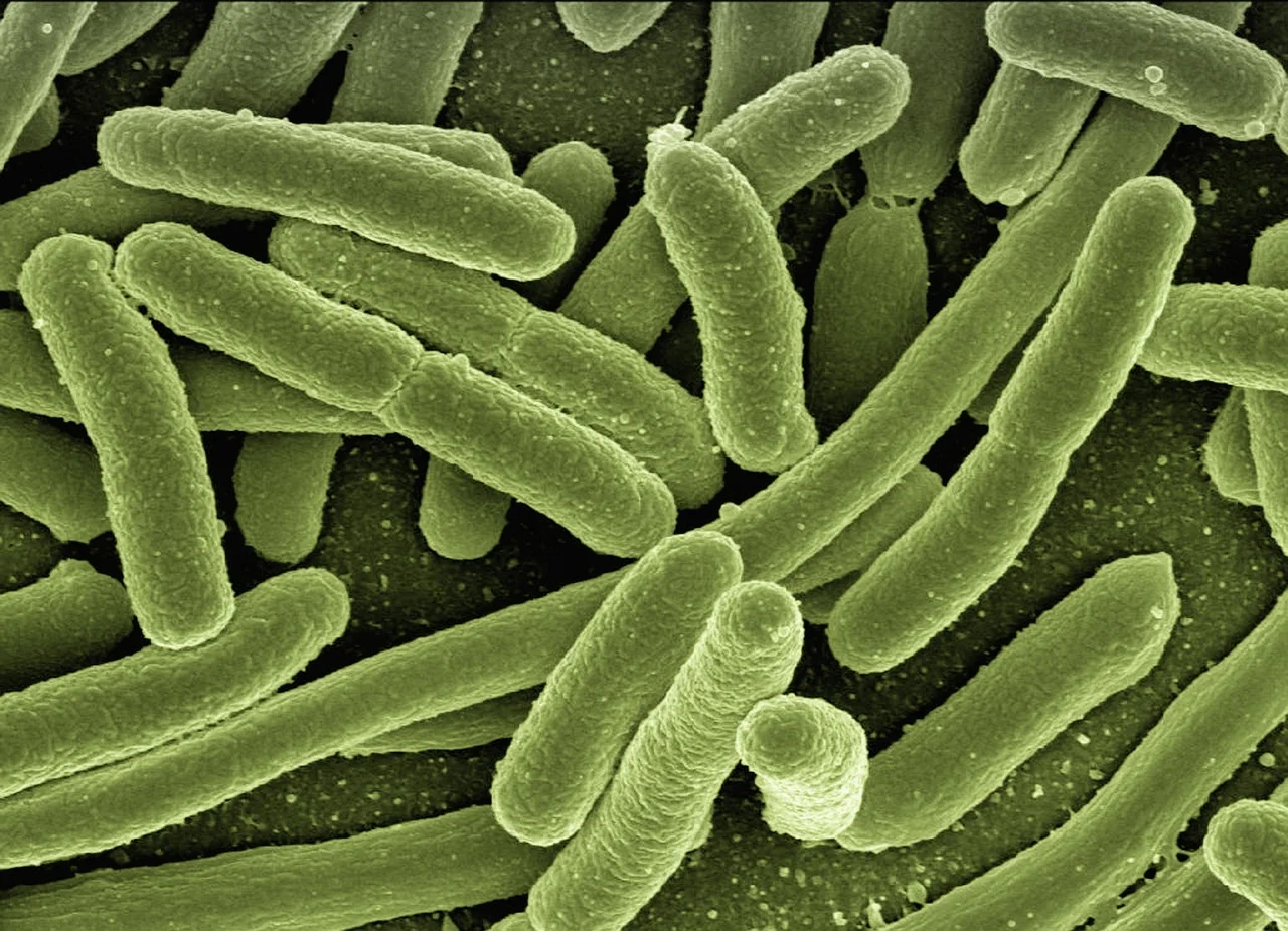 Bakterie do szamb — skuteczne biopreparaty dla Twojego szamba